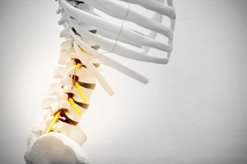 A Short Guide To The Thoracic Spine